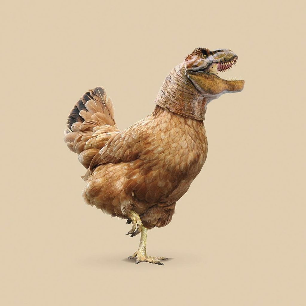 jose navarro poulet T-Rex