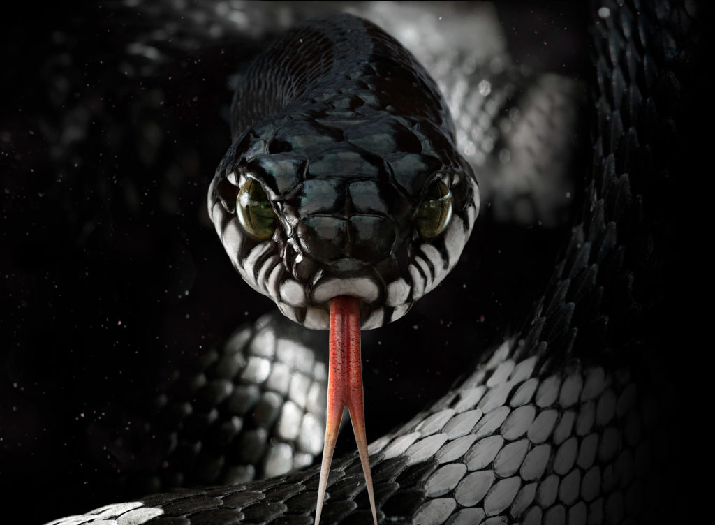 Agence platinum serpent noir et blanc